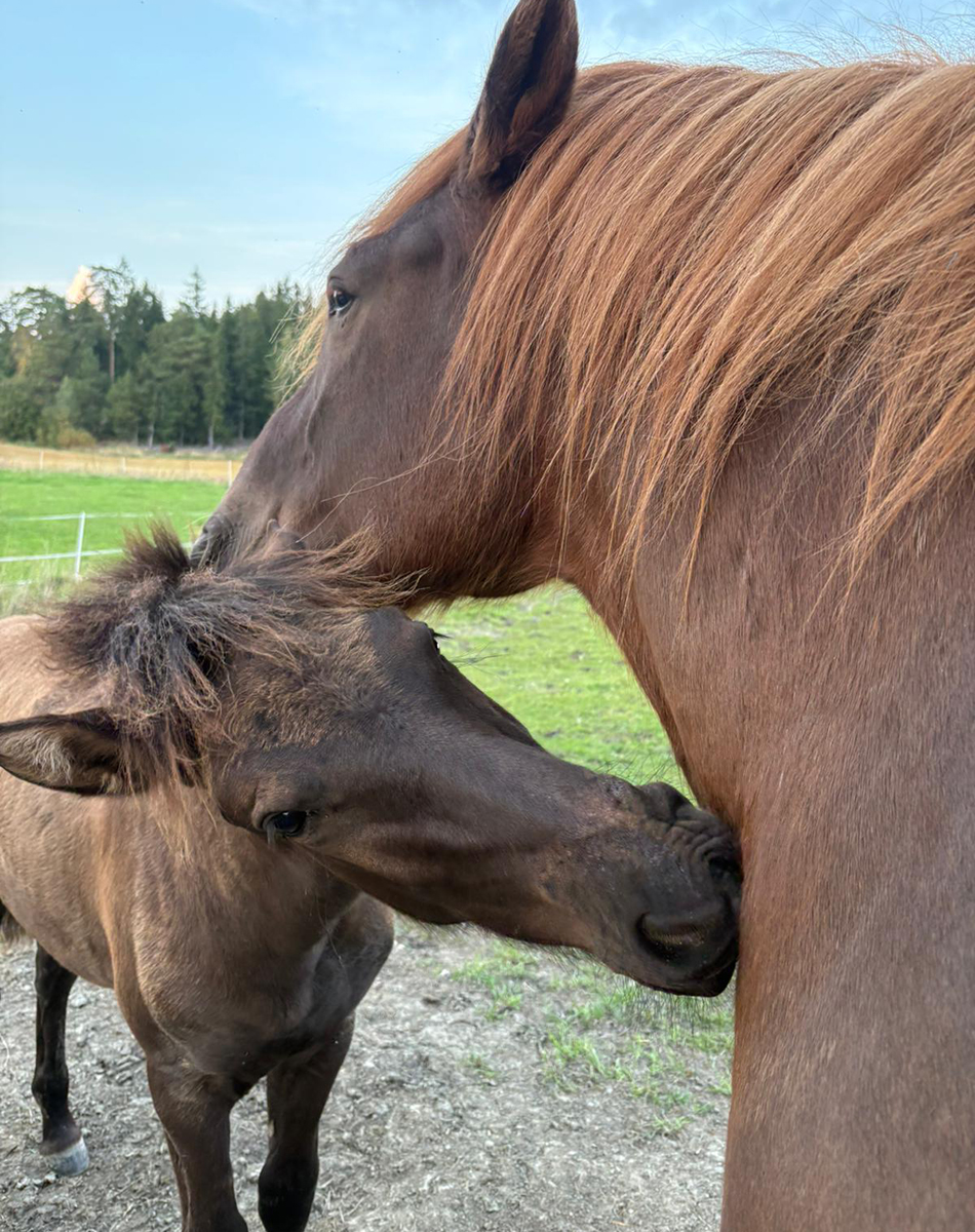A close-up of two horses sniffing each other.